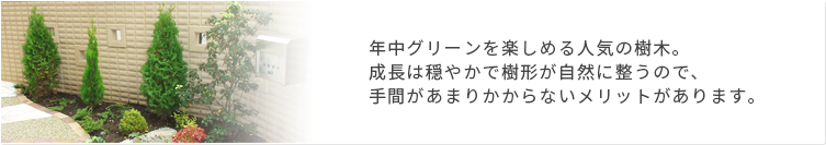 コニファー