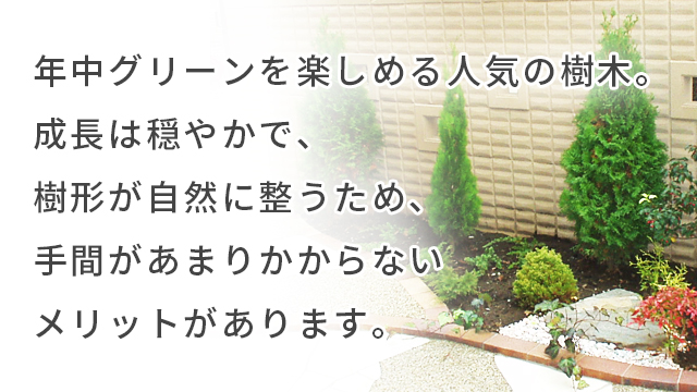 コニファー
